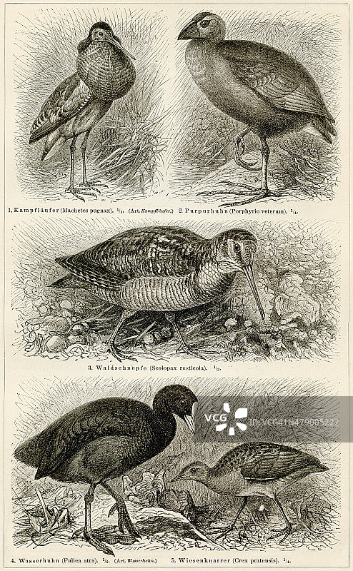1896年鸻鹬类鸟类雕刻图片素材