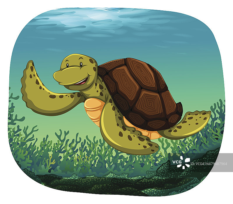 乌龟图片素材