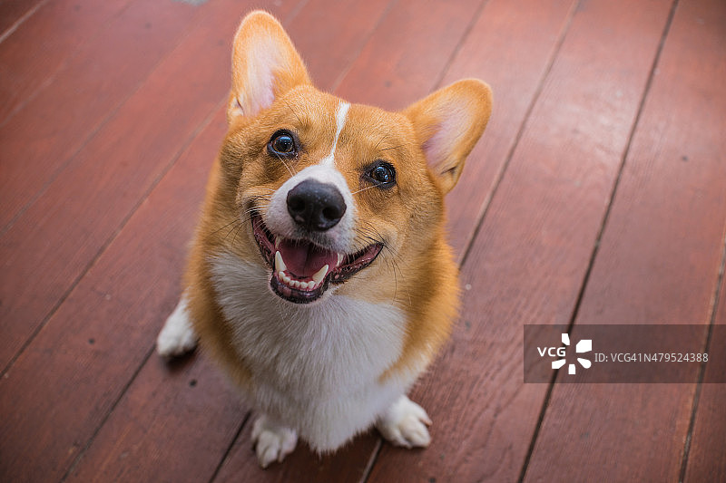 柯基犬图片素材