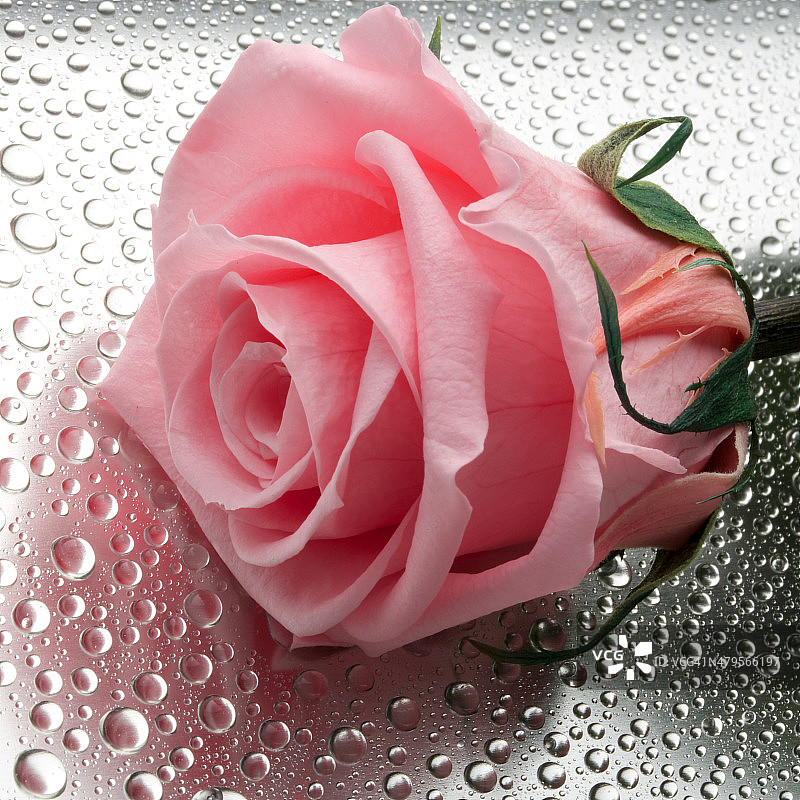 美丽的玫瑰花特写图片素材