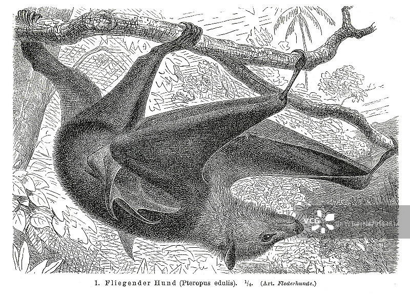 1895年的飞狐蝙蝠图片素材