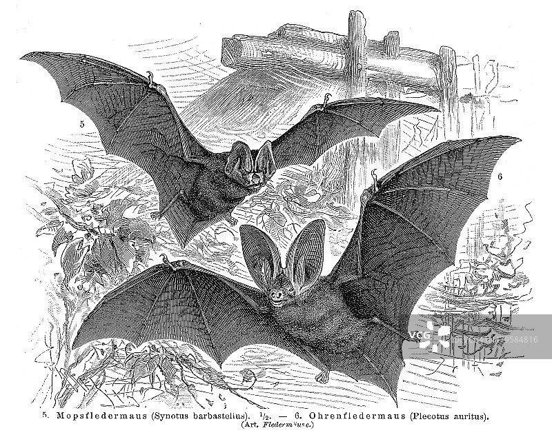 棕色长耳蝠图片素材