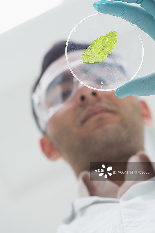 在实验室分析树叶的科学家图片素材