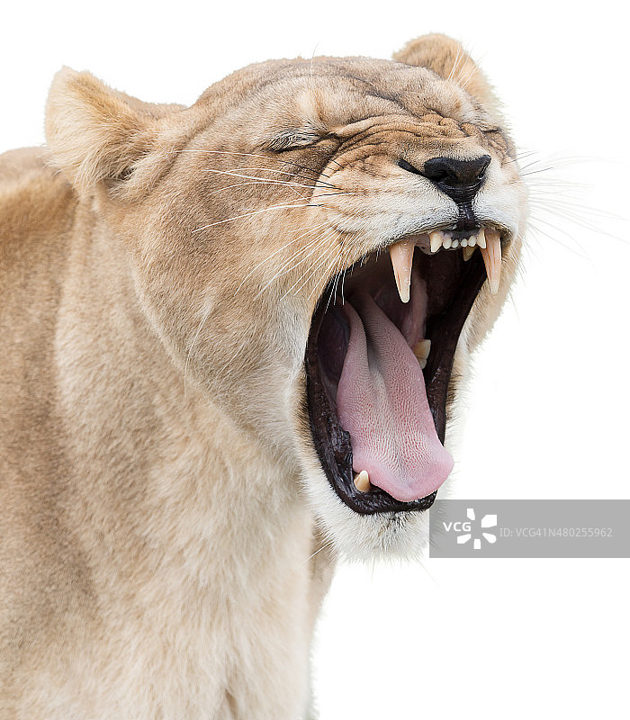 愤怒的母狮图片素材