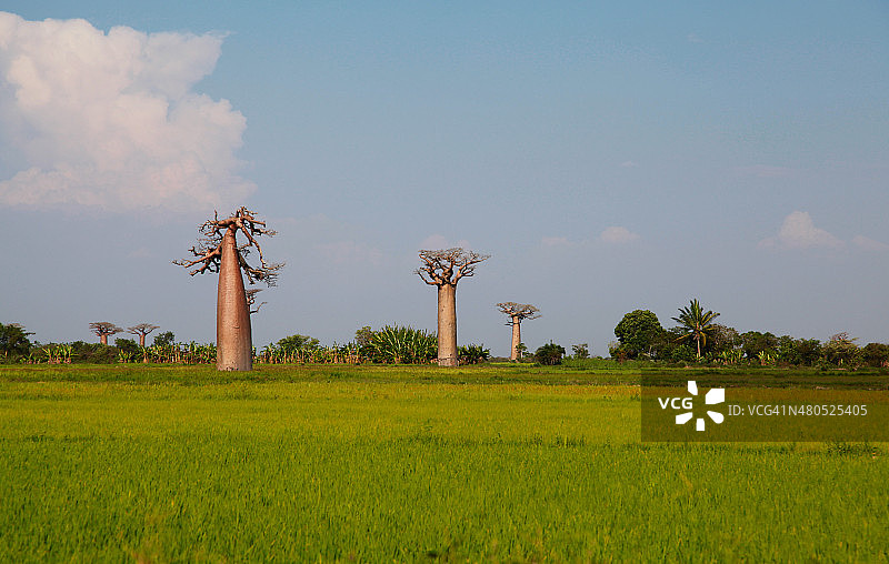 猴面包树田图片素材