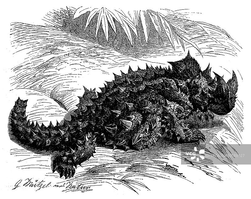 澳洲魔蜥古董插画图片素材