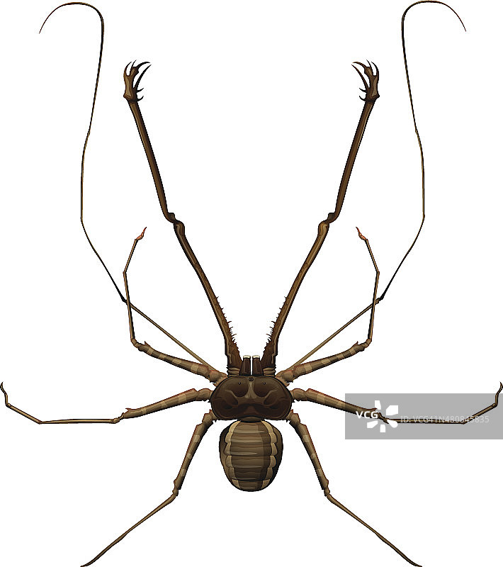 无鞭蝎属图片素材