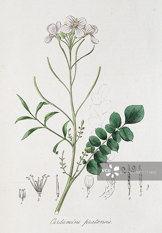 19世纪植物雕刻：豆瓣菜图片素材