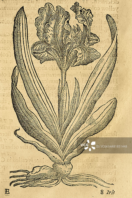 鸢尾花，17世纪雕刻图片素材