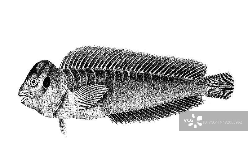 虾虎鱼图片素材