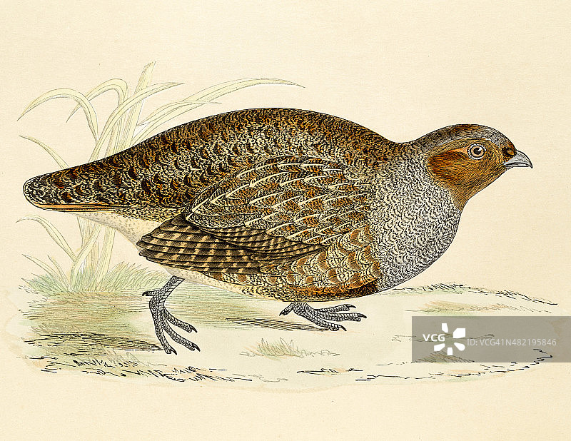 19世纪鹧鸪插画图片素材