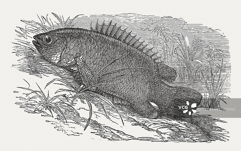 1868年出版的攀鲈图片素材