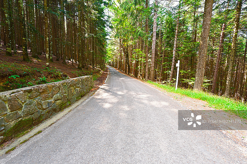 森林之路图片素材