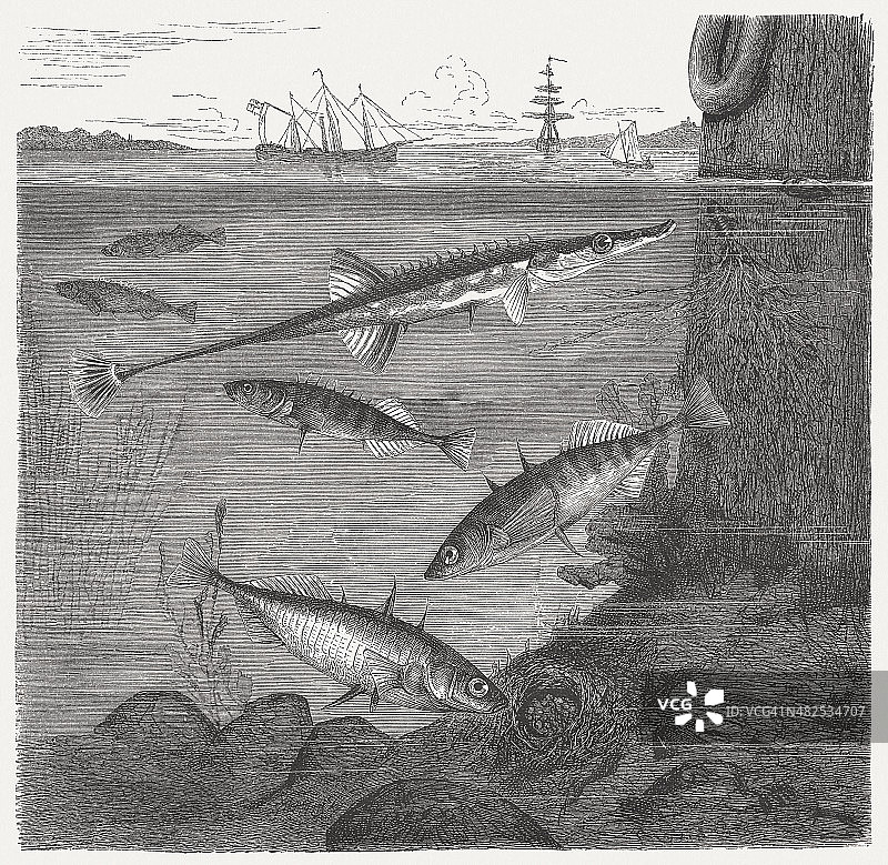 十五刺鱼和三刺鱼（底部）与巢图片素材