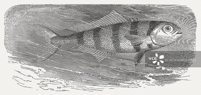 领航鱼（舵鱼），1884年木刻版画图片素材