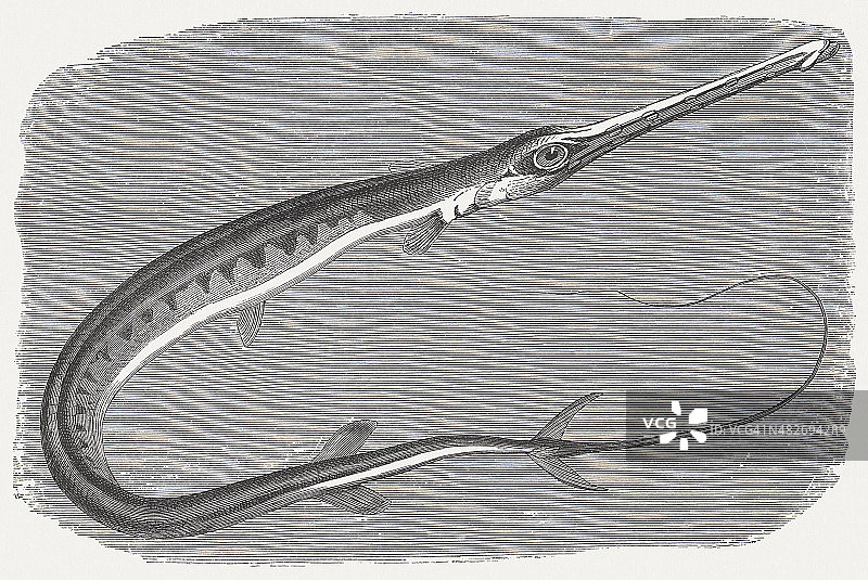 烟管鱼，1884年木刻版画图片素材