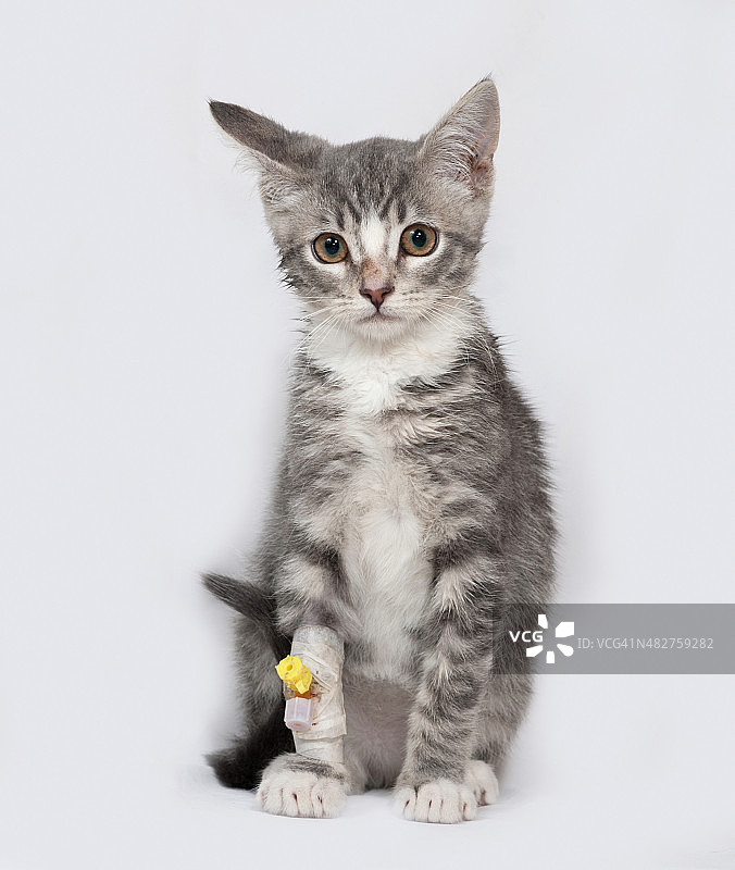生病的白色条纹小猫坐在灰色物体上图片素材