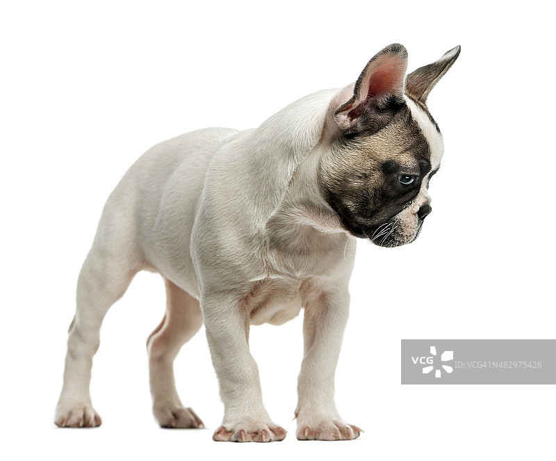 法国斗牛犬（3个月大）图片素材