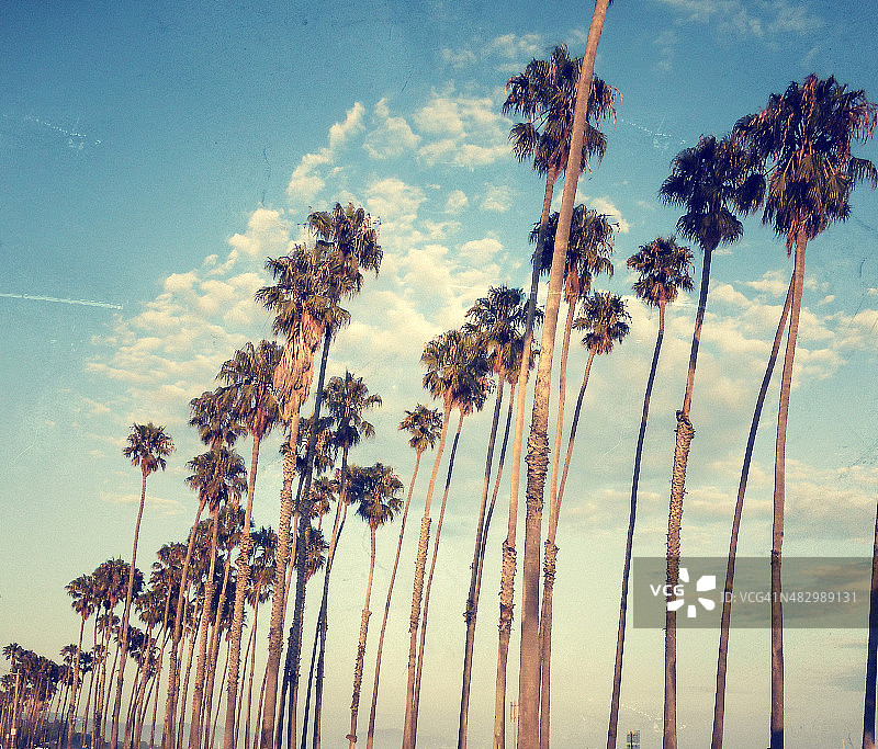 洛杉矶威尼斯的热带棕榈树图片素材