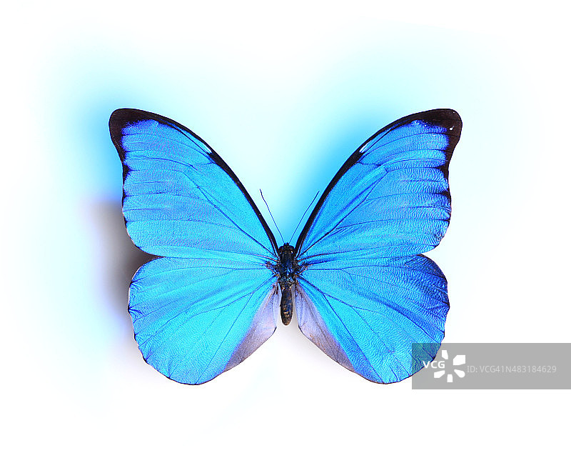 蓝色蝴蝶图片素材