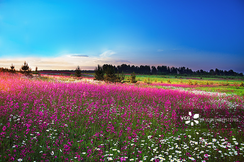 盛开的田野图片素材