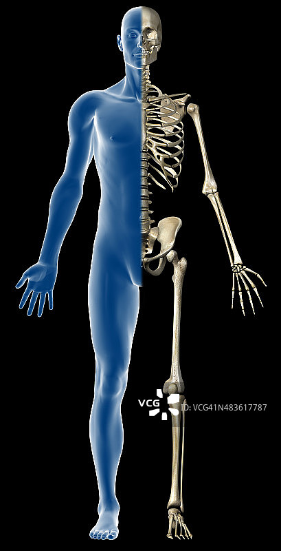 具有透明肌肉和骨骼的男性人体图片素材