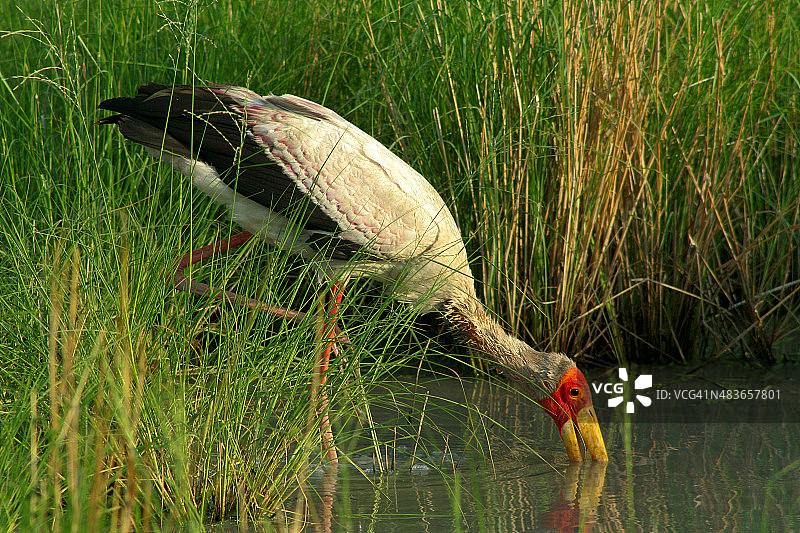 在草地池塘中涉水觅食的黄嘴鹳图片素材