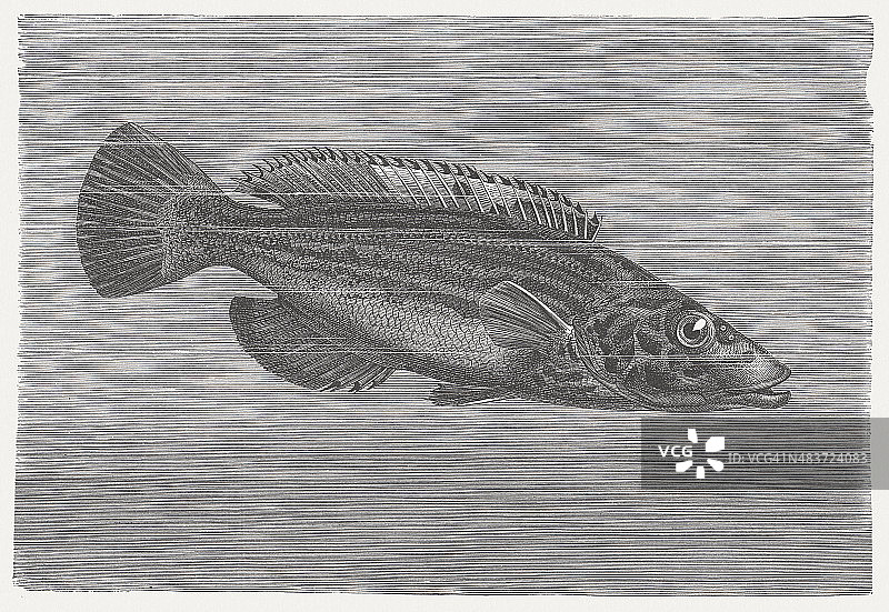 花尾鹦鹉鱼（Labrus mixtus），1884年出版的木刻版画图片素材