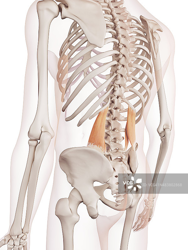 腰方肌图片素材