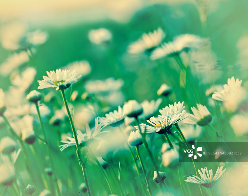 草地上的雏菊 - 春天的雏菊图片素材