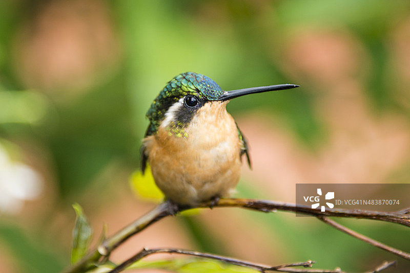 白喉山宝石蜂鸟（雌性）图片素材