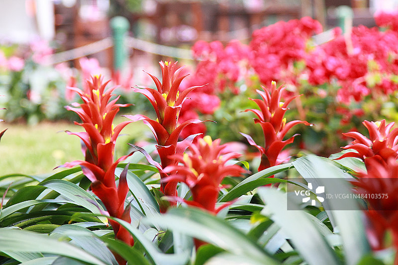 姬凤梨花图片素材