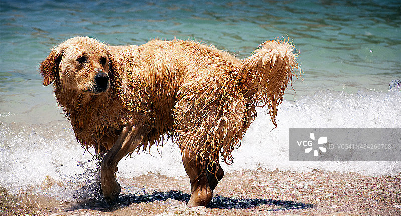 狗和海滩图片素材