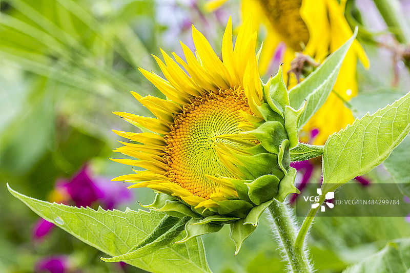 向日葵图片素材