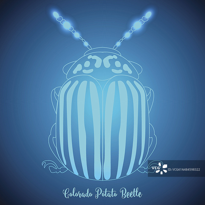 科罗拉多马铃薯甲虫和蓝色抽象背景矢量插画图片素材