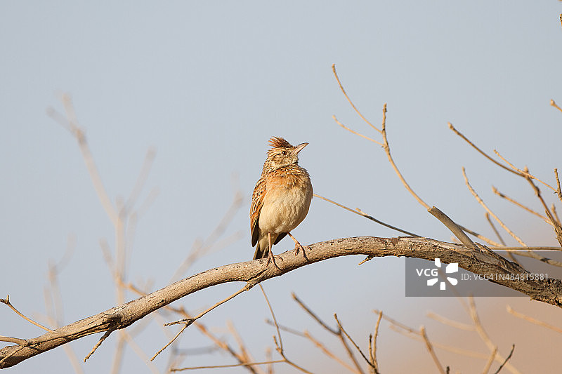 红颈百灵鸟图片素材