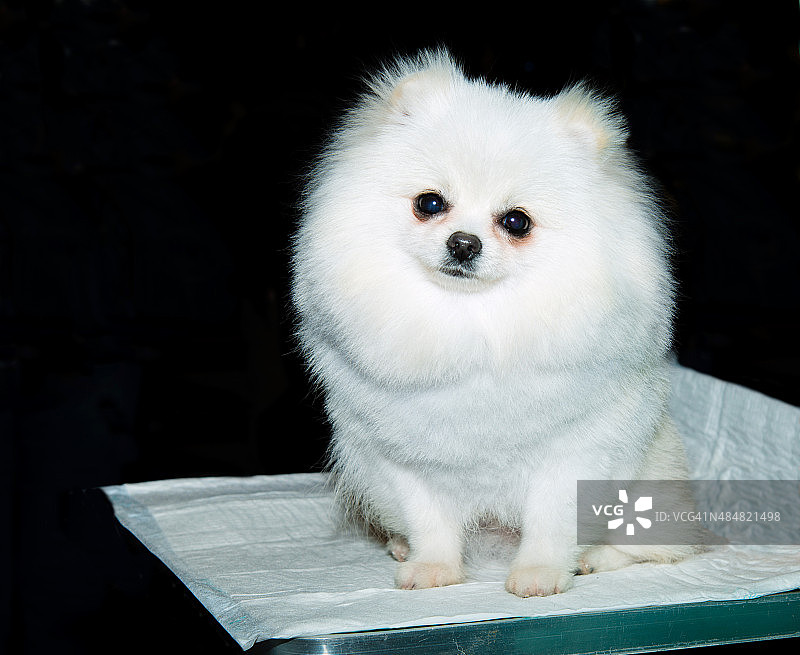 博美犬座位图片素材