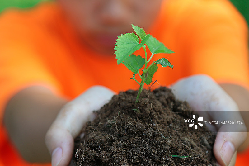 手捧一株新苗图片素材