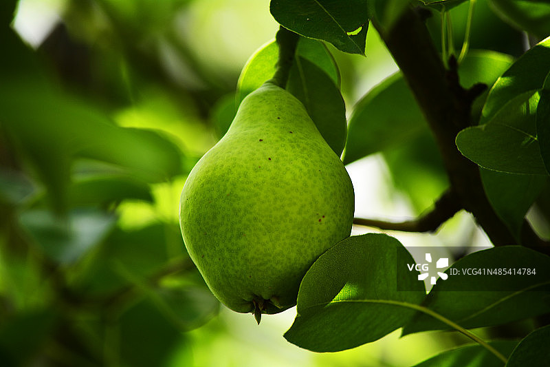 绿色梨树图片素材