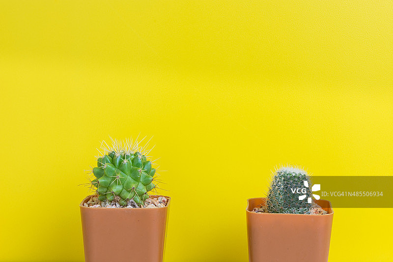 黄色背景上的两盆盆栽仙人掌图片素材