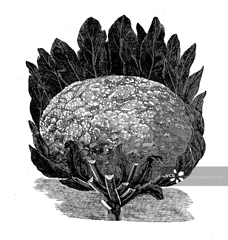 老式花椰菜插图图片素材