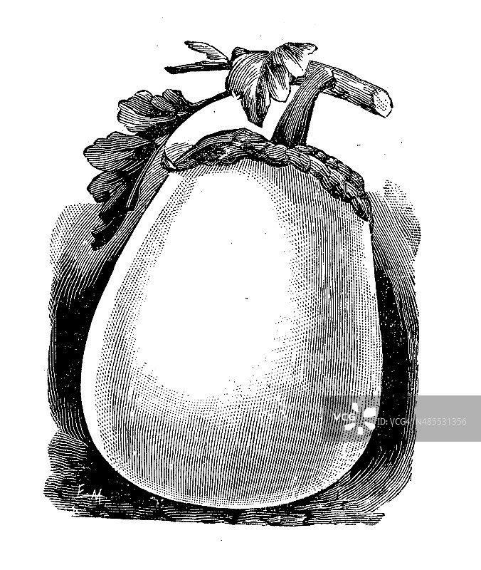 白色茄子古董插画图片素材