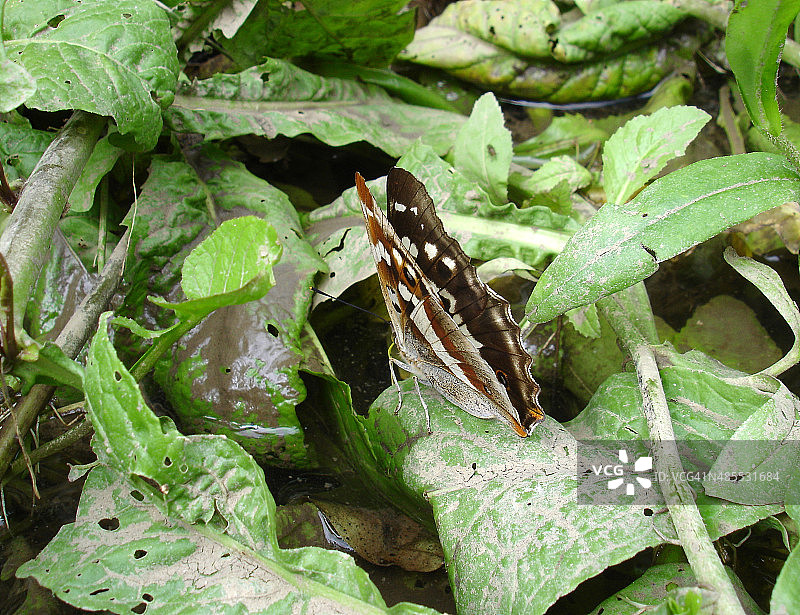 蝴蝶（紫蛱蝶）图片素材