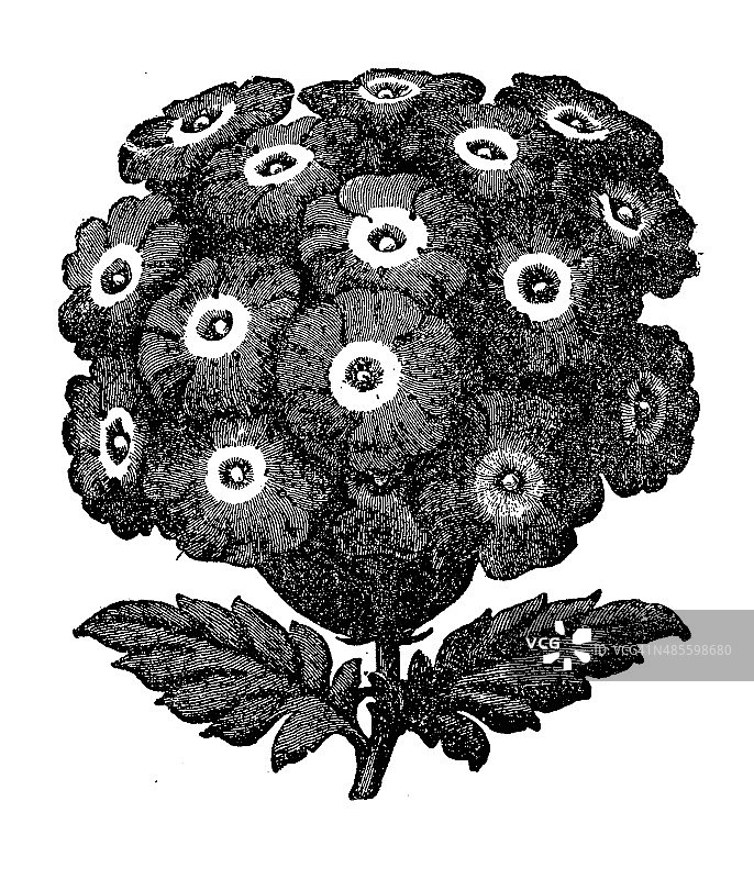 马鞭草古董插画图片素材