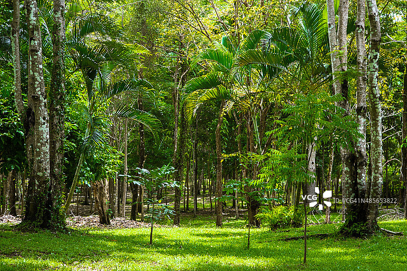 热带森林图片素材