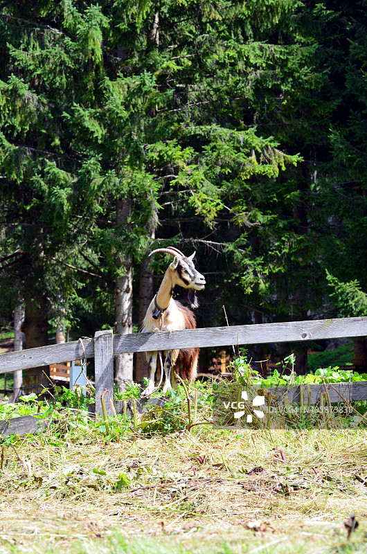 山羊图片素材