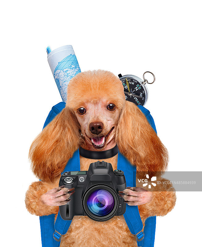 旅行中的狗图片素材