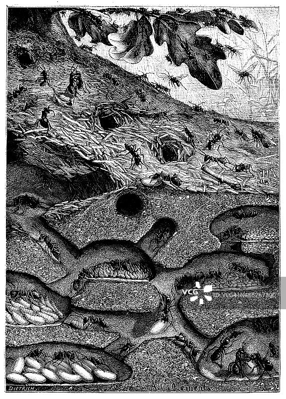 蚂蚁群落古董插画图片素材