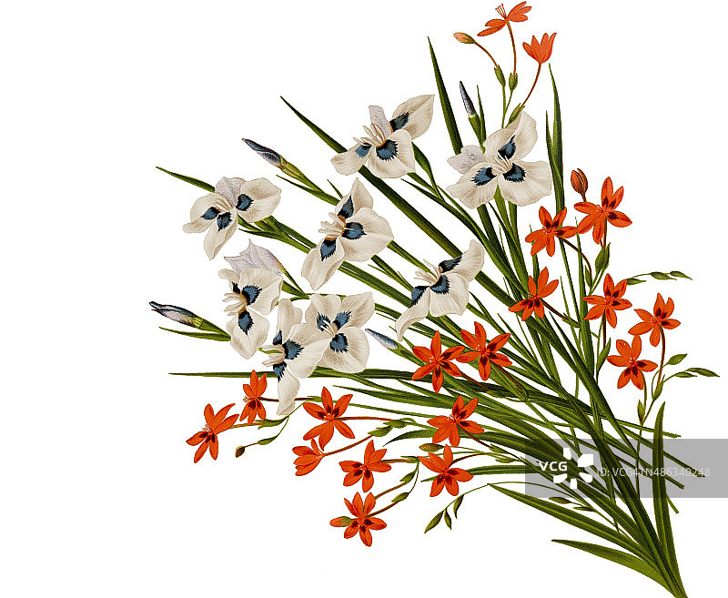 白色背景上的孔雀鸢尾花和小苍兰图片素材