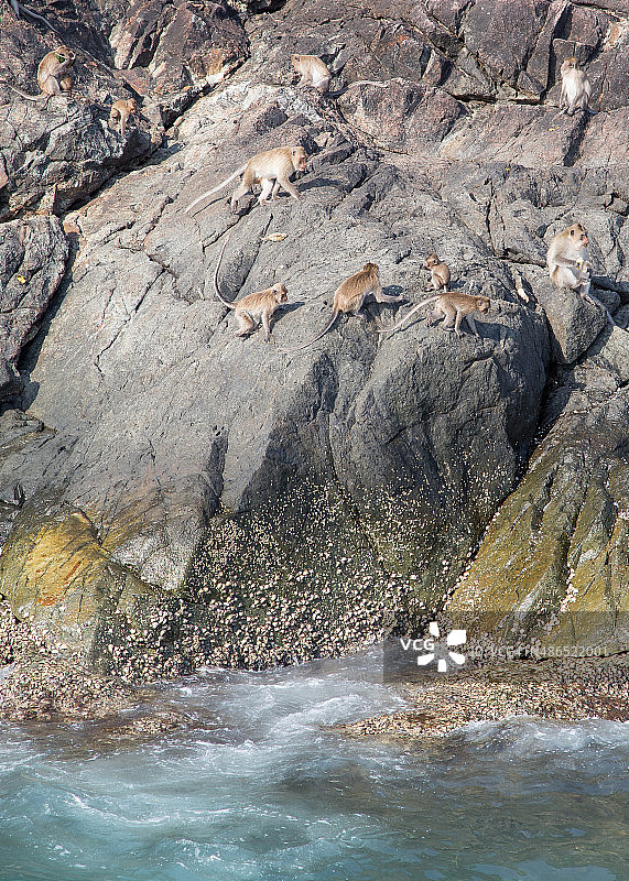 猴子岛图片素材